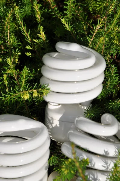 Energy Bulb Pine Tree Background — Stock Photo, Image