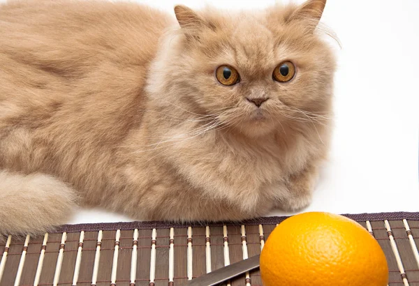 Περσική γάτα και φρέσκο πορτοκάλι — Φωτογραφία Αρχείου