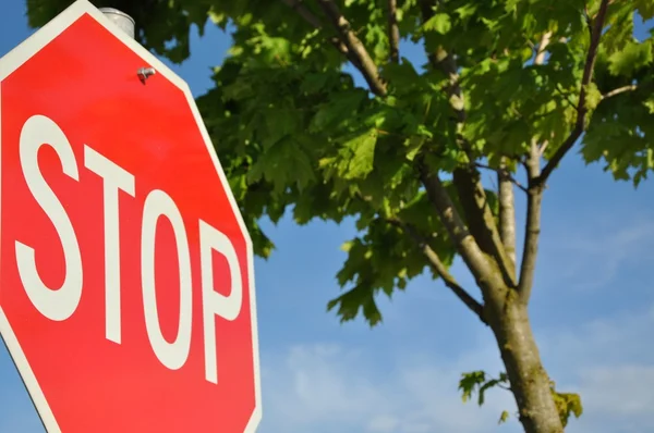 Macro stop road sign — Stock Photo, Image