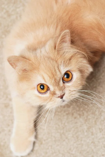 Макро Персидская Кошка Играет Своей Обжаренной Кошкой — стоковое фото