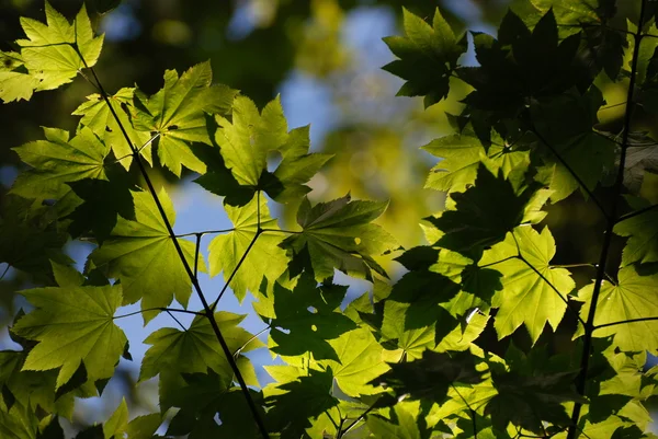 Ακτίνες του ήλιου και πράσινα φύλλα — Φωτογραφία Αρχείου