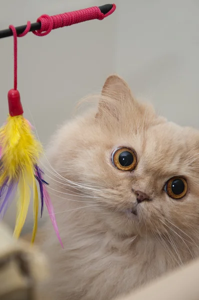 Close-up perská kočka s její hračky — Stock fotografie