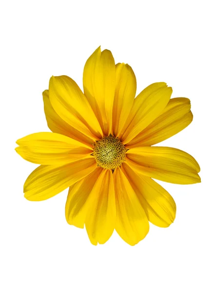 Isolated sunflower — Stock Photo, Image