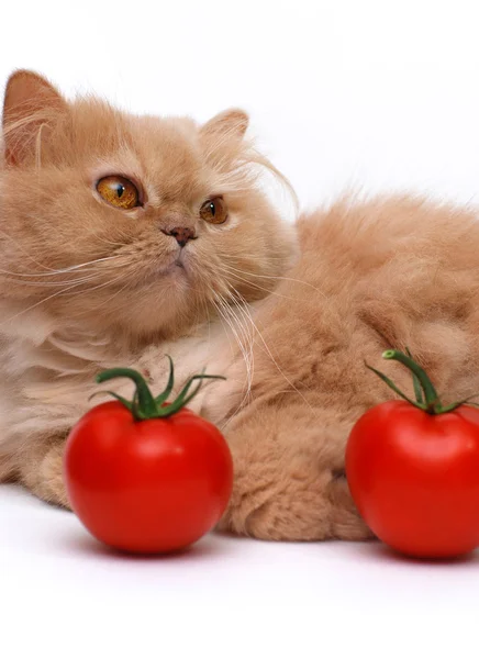 stock image Cat and tomatoes