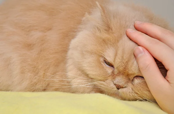 ペルシャ猫に触れる — ストック写真