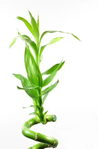 自然の幸運な竹 — ストック写真