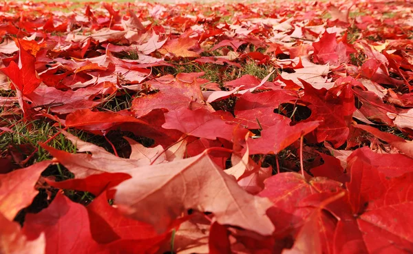 Přírodní vzor klesající javorový list — Stock fotografie