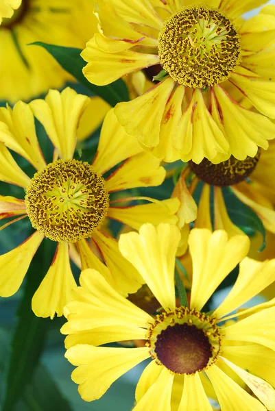 Closeup Φύση Λουλούδια Στο Πάρκο — Φωτογραφία Αρχείου