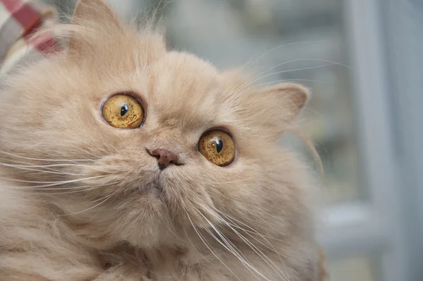 Персидская кошка крупным планом — стоковое фото