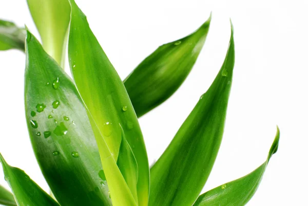 Close-up bamboo leaf — Stock Photo, Image