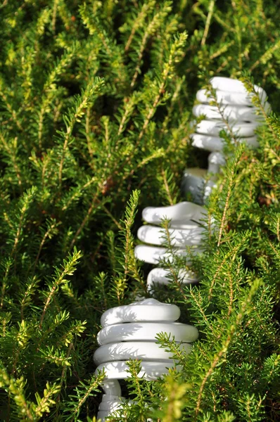 Save energy bulb pine tree background — Stock Photo, Image