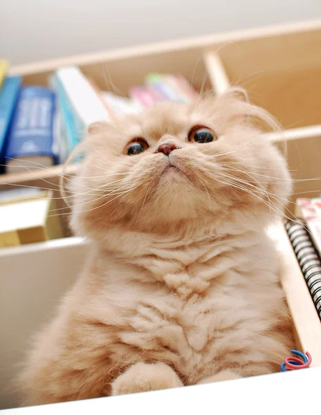 Close up persain cat — Stock Photo, Image