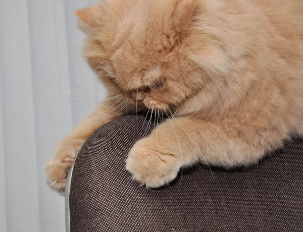 Персидская кошка крупным планом — стоковое фото