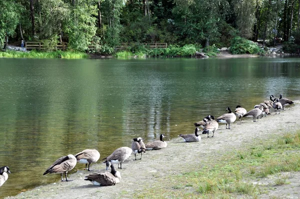 stock image Line up Canadian goose