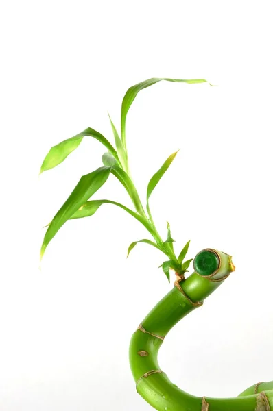Folha de bambu close-up — Fotografia de Stock