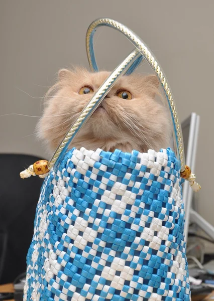 Persain gato se esconde en la bolsa — Foto de Stock