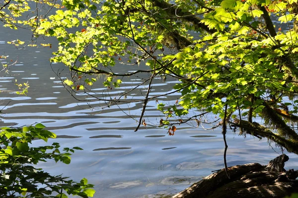 Зеленый лист возле озера — стоковое фото