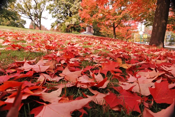 Pola alami dari daun maple yang jatuh di taman — Stok Foto