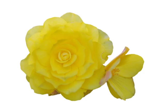 Изолированная желтая роза — стоковое фото
