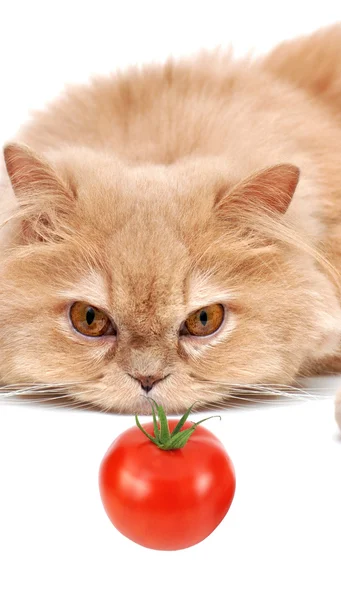 Persain kočka hledí rajče — Stock fotografie