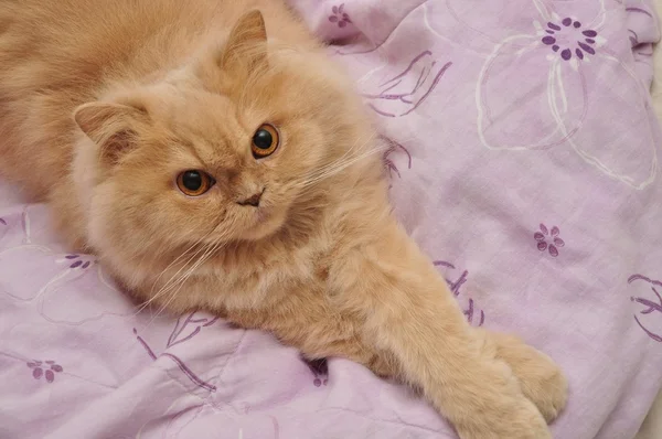 Persain 猫横にベッドの上を閉じる — ストック写真