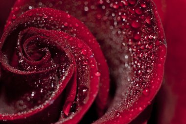 Photo roses which is embodied in the morning dew. clipart