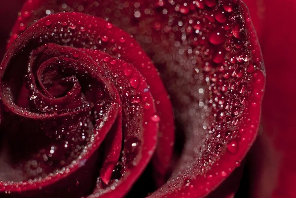 Photo Roses Which Embodied Morning Dew — Stock Photo, Image