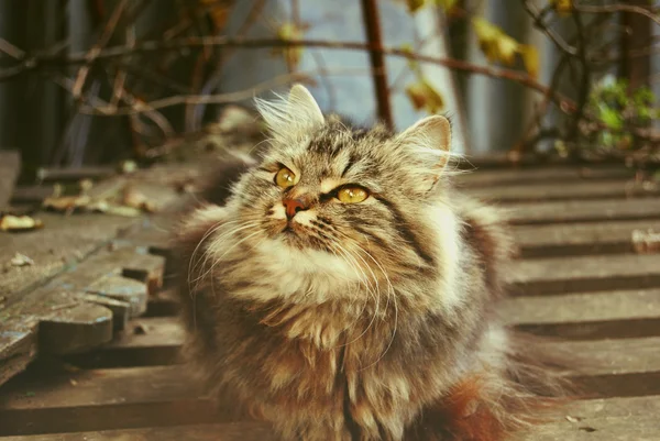 Stock image The photograph shows a cat who stares at the birds flying in the sky.