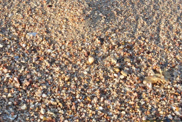 Photo Sea Shells Beach — Stock Photo, Image
