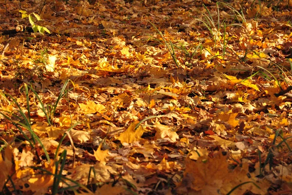 stock image Detail of a wood in autumn colors with rays of sun falling through