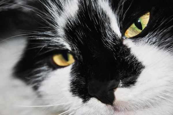 stock image Beautiful white cat with black spots looking at camera