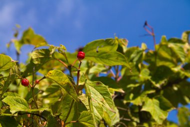 Bu Rusya'nın ferm içinde büyüyen bir berry olduğunu