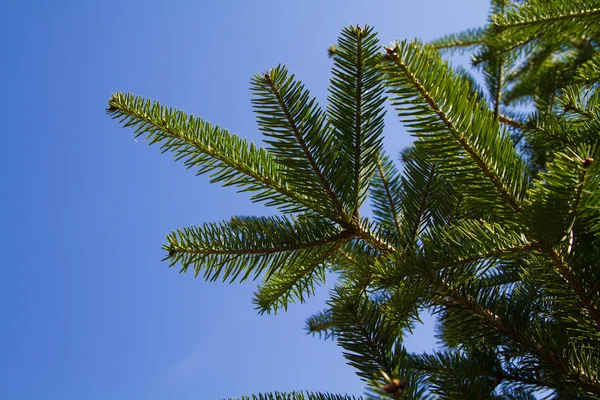 stock image Fir-tree in the sky in the country