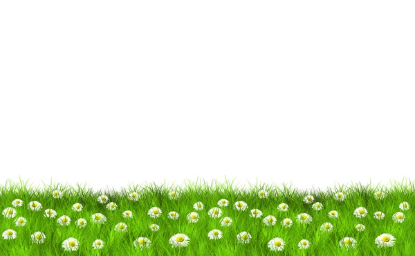 stock image Grass and Daisies Motive