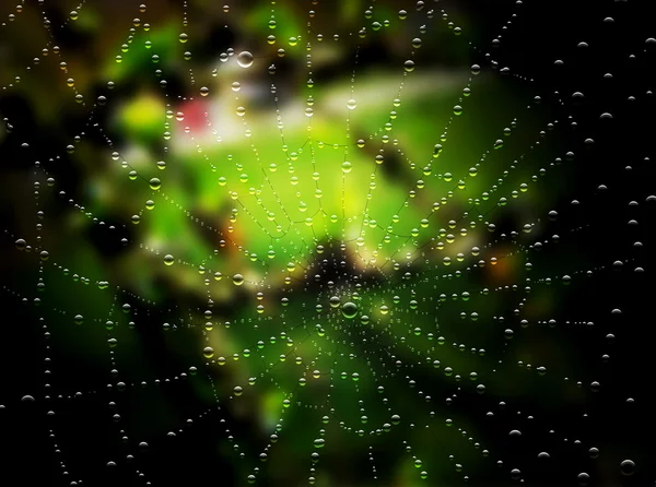 örümcek yağmur damlaları ile net