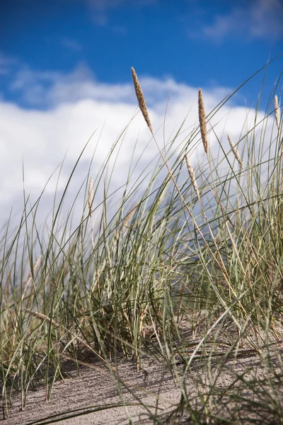 Seaside Grass Closeup Cloudy Sky — Stock Photo, Image