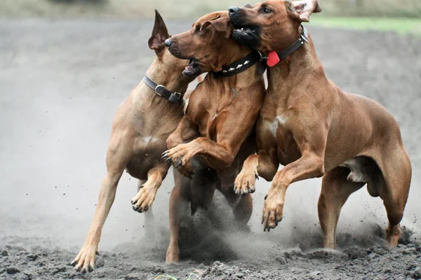 Três cães correndo — Fotografia de Stock