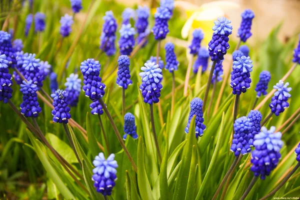 stock image Field of blue flowers