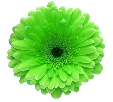 Gerbera