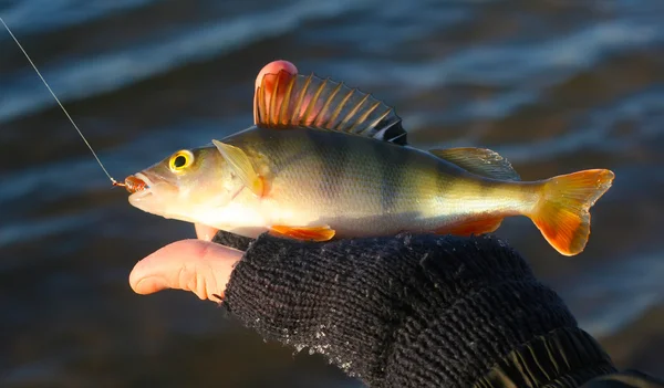 stock image Winter fishing perch