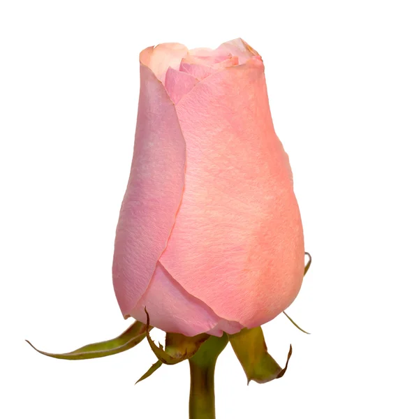 Rose isolée — Photo