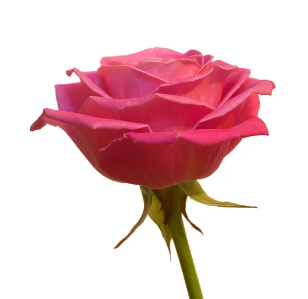 Aroma Fresh Rose Isolated White Background — Stock Photo, Image