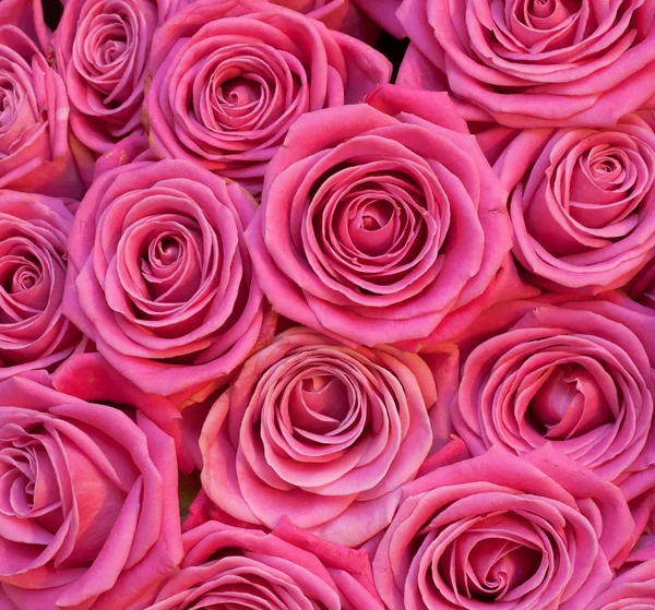 多くのピンクの新鮮な香りのバラの背景 — ストック写真