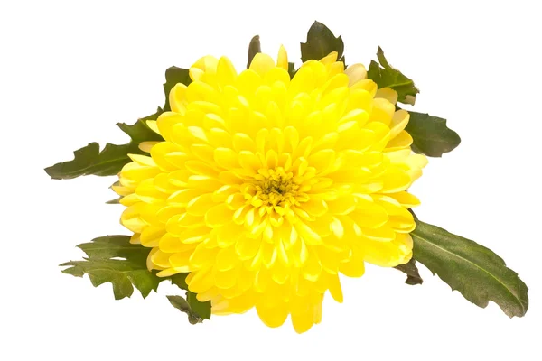 Yellow Aster — Stock Photo, Image