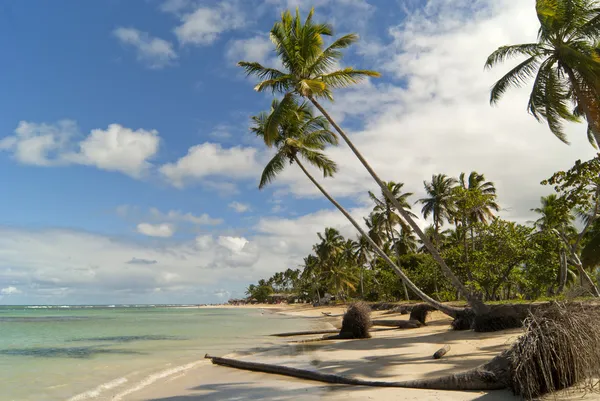 Vilda Caribbean Beach Samana Dominikanska Republiken — Stockfoto