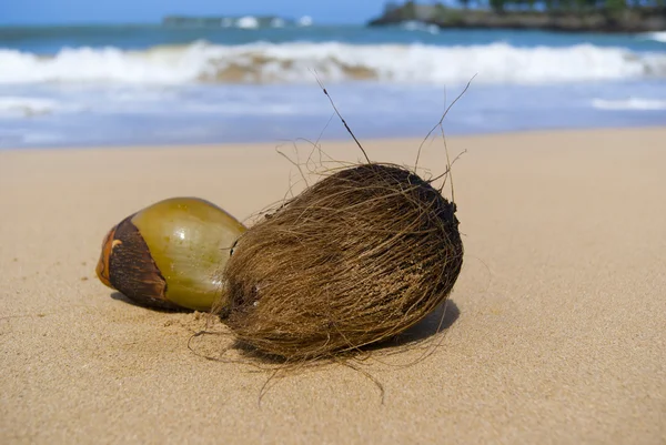野生の海ビーチにココナッツ — ストック写真