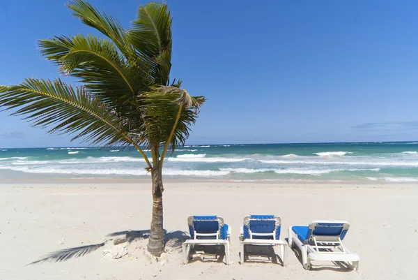 棕榈树下在多米尼加共和国的海滩上放松 免版税图库照片