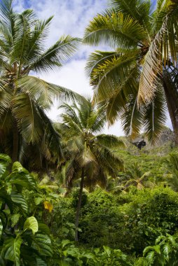 Tropical forest. Samana. Dominican republic clipart