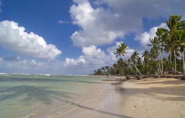 palmiye ağaçları ve güzel okyanus ile çevrili vahşi caribbean beach