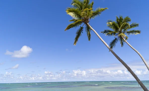 Blå paradis på karibiska ön. palmträd på tropiska bea — Stockfoto